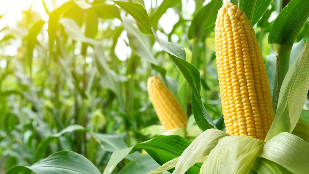 Close-up,Corn,Cobs,In,Corn,Plantation,Field.
